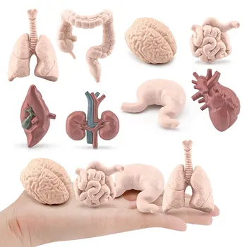 Simülasyon İnsan Vücudu Torso Modeli Oyunu Beyin Kalp Karaciğer Mide Böbrek Öğretim Araçları Öğrenme Çocuklar İçin Eğitici Oyuncaklar