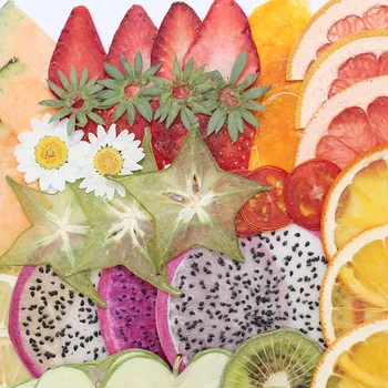 Kurutulmuş Preslenmiş Meyve Sebze Dilim Bitki Herbaryum Takı Kartpostal Davetiye Kartı telefon kılıfı İmi Mum İmi DIY
